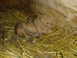 Image result for Baby Bunnies in Summer