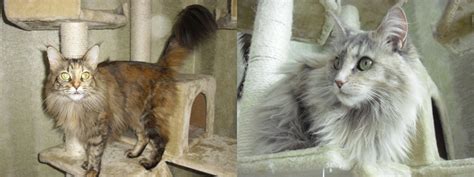 LÖSE COCA COLA SAMMLUNG AUF in Bochum | Sammlungen | Kleinanzeigen