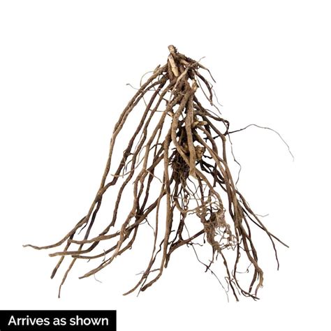 Spring Hill Nurseries Blue Alexander's Great Brunnera Perennial Plant ...