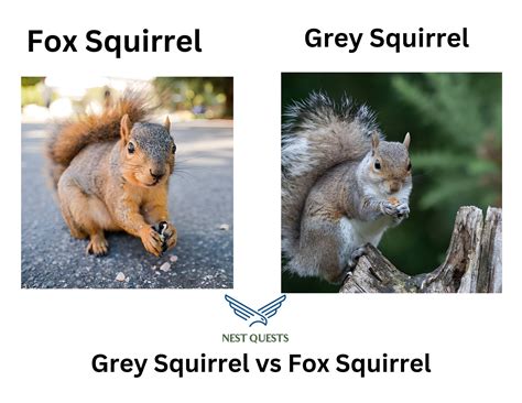 Grey Squirrel vs Fox Squirrel: A Comparison of Two Popular Squirrel Species