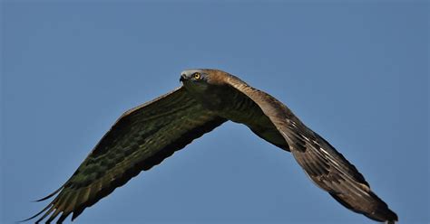 Honey buzzards at the Strait of Messina: Migrant birds and one of ...