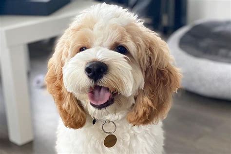 Image result for Cockapoo Tail