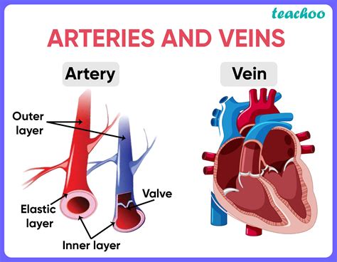 Do Arteries Have Valves