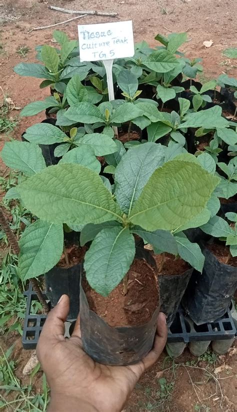 Tree – Santhi Online Plants