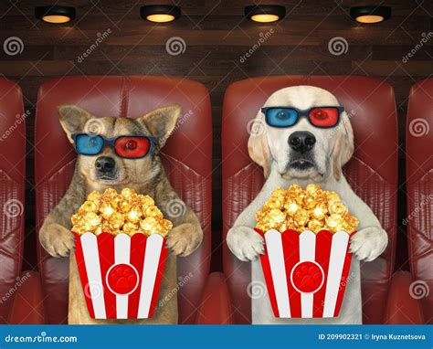 Dogs in 3d Glasses Watching Movie Stock Image - Image of fantasy, beige ...