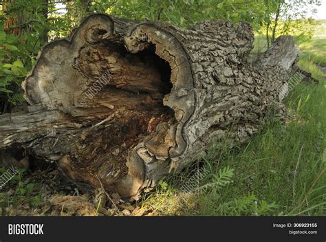 Image result for Old Fallen Tree Trunk