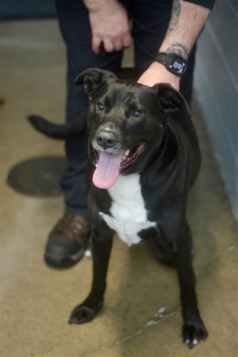 Pets – Shenango Valley Animal Shelter