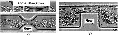 Deformation of Red Blood Cells, Air Bubbles, and Droplets in ...