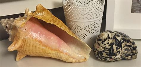 Image result for Cleaning Conch Shells