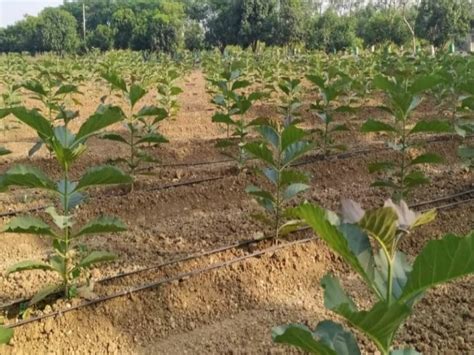 Tissue Culture Sagwan Plant in Bihar | Sagwan Plant Supplier in Patna