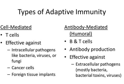 Image result for Two Types of Adaptive Immunity