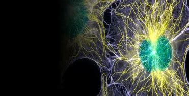 Allianz Bioinnovation