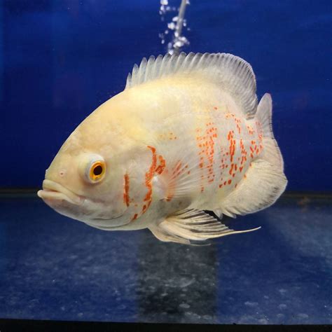 Albino Tiger Oscar Cichlid – Mississauga Aquarium