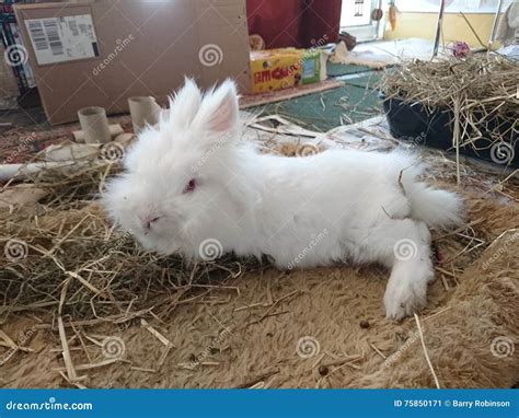 White Long Haird Lion Head Rabbit Stock Image - Image of miniature ...