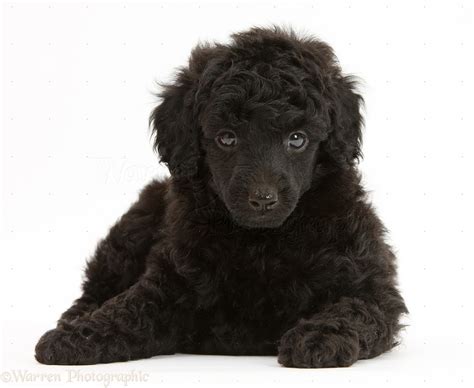 Dog: Black Toy Poodle pup, 7 weeks old photo WP27483