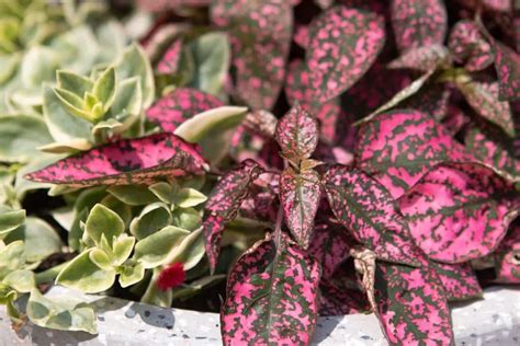 Image result for Backyard Projects