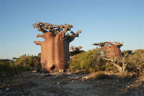 Explore Madagascar: Understanding the Unique Ecosystems