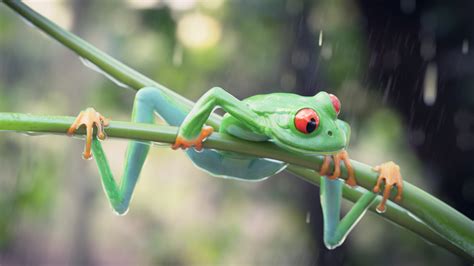 High-poly modeling tree-frog in Blender - BlenderNation