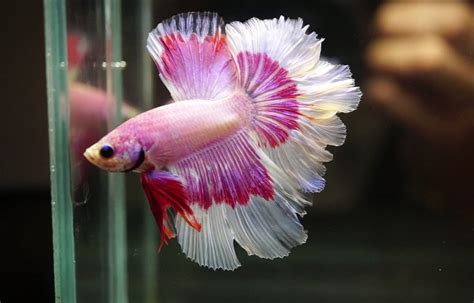 Image result for Betta Fish Compatibility