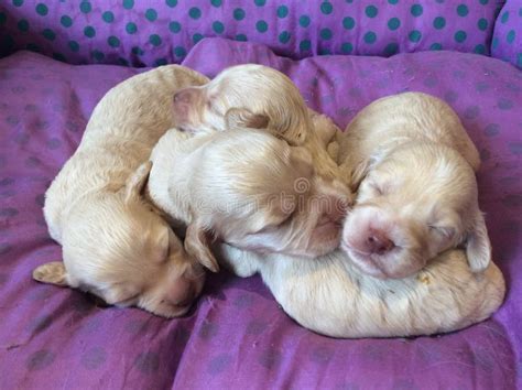 Image result for Buff Cockapoo