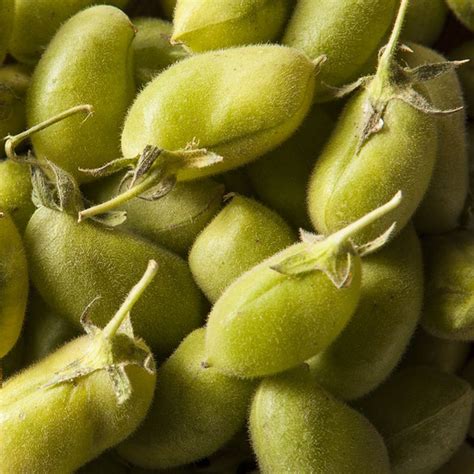 Fresh Garbanzo Beans (1 each) Delivery or Pickup Near Me - Instacart