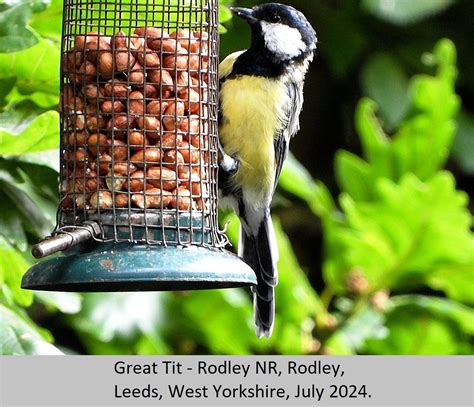 Great Tit E10