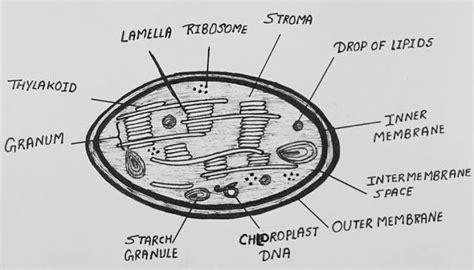 Plastids diagram for class 9 - Brainly.in