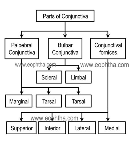 Conjunctiva Diagram