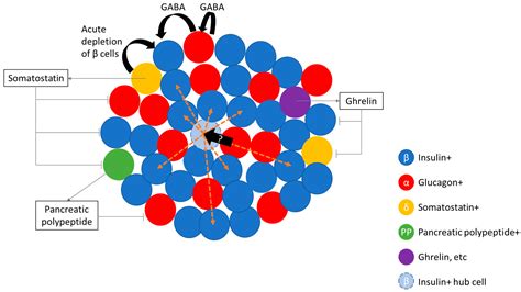 Image result for Beta Cell Structure