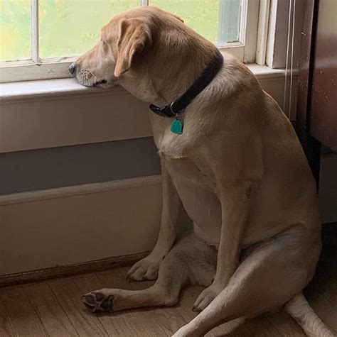 Sad Dog Memes 40 Smiling Dog Memes That Will Make Everything Better On