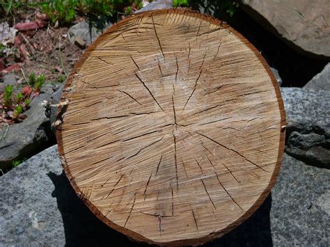 Image result for Tree Rot Slices