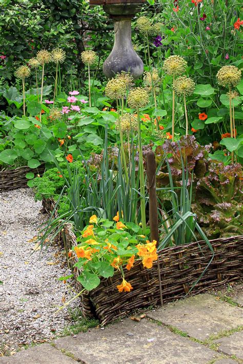 The Best Nasturtium Companion Plants For Your Gardens