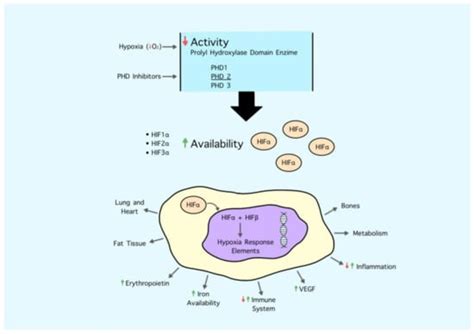 ESA, Iron Therapy and New Drugs: Are There New Perspectives in the ...