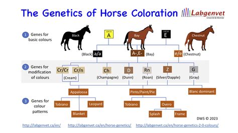 Coat Color Genetics In Horses at Gene Courtney blog
