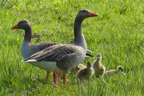Free Images : chicks, goose, water bird, wildlife, water birds, spring, meadow, pasture ...