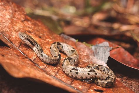 [Photos] Tiny frog, venomous viper among 20 new species described in Bolivia
