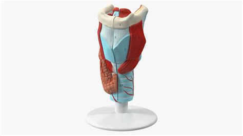 3D model Larynx Medical Model Assembled | 3D Molier International
