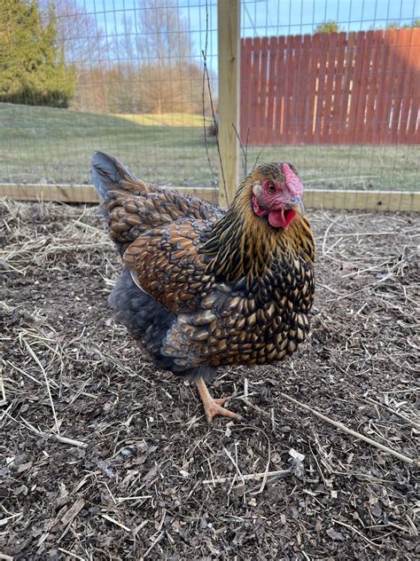 Is this a blue laced red wyandotte or a gold laced wyandotte? : r ...