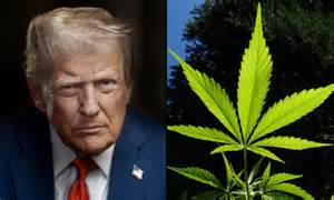 Trump Signs Bill To Recriminalize Hemp THC Products, Years After ...