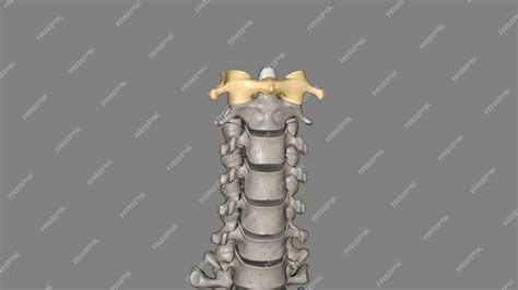 Premium Photo | The atlas plural atlases is the first cervical vertebra ...