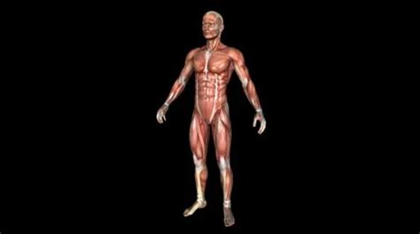 Image result for BioFlix Animation Muscle Structure