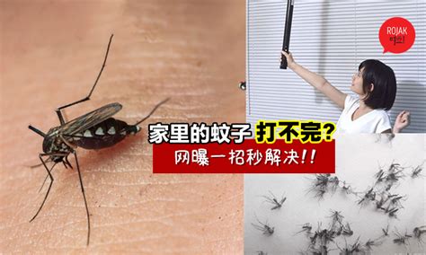 家里总是有打不完的蚊子怎么办？网曝一妙招: 这样”灭蚊”最快⚡ 也没恶心的血迹!