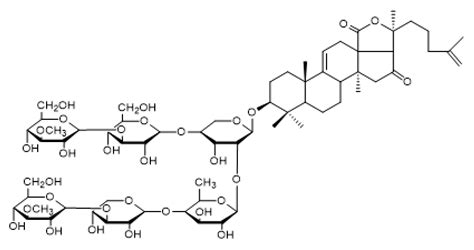 Absorption and Transport of Sea Cucumber Saponins from Apostichopus ...