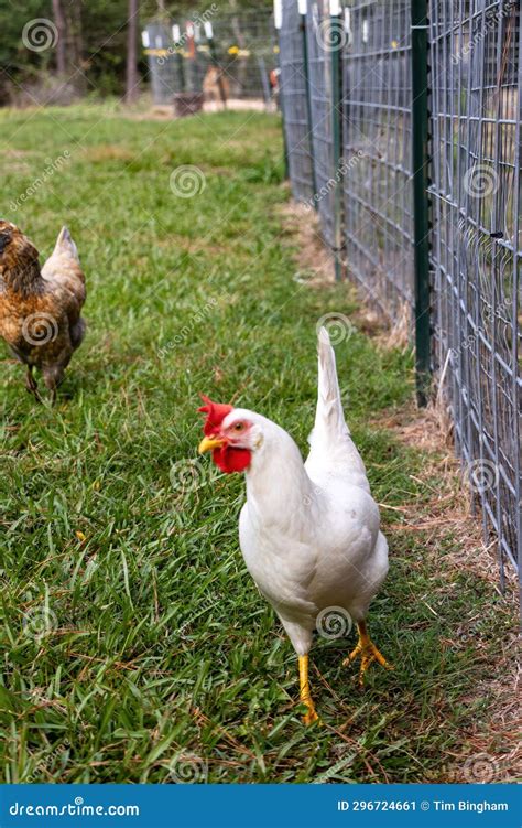 White Leghorn Hen Chicken Foraging Stock Image - Image of ducks ...