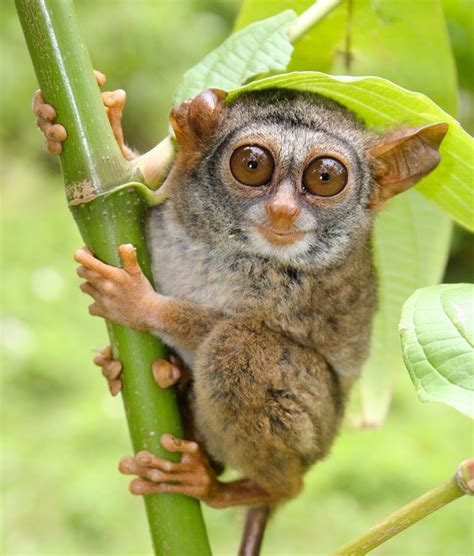 Photos: "Smiling" Tarsier Among New Most Endangered Species
