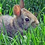 Image result for Cute Wild Baby Bunnies
