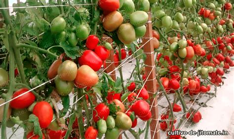 Producción de jitomates de calidad