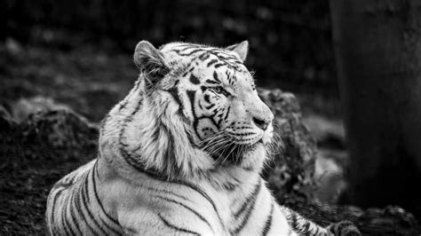 Download wallpaper 1920x1080 bengal tiger, tiger, bw, predator full hd ...