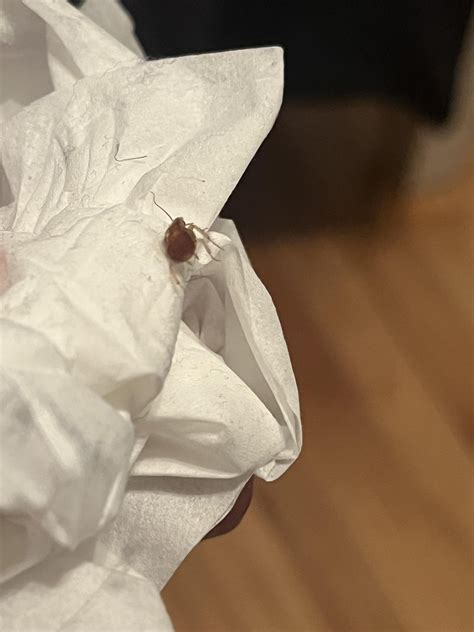 Image result for Insect V Insect