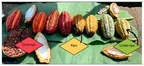 Cocoa Mucilage as a Novel Ingredient in Innovative Kombucha Fermentation